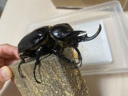 レックスゾウカブト成虫ペア Amazon | レックスゾウカブト 成虫 オス 単品 別名 アクティオン 