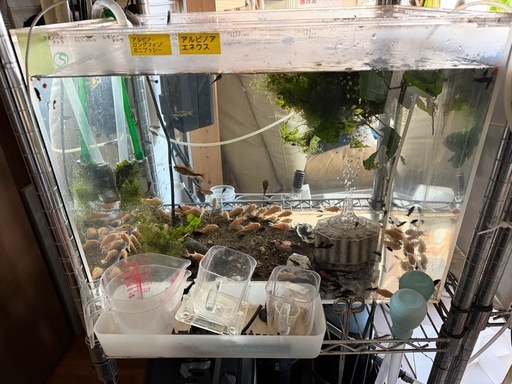 熱帯魚恵庭中古アクリル水槽60×45×45cm+エーハイムセット (Keiiti Fuj