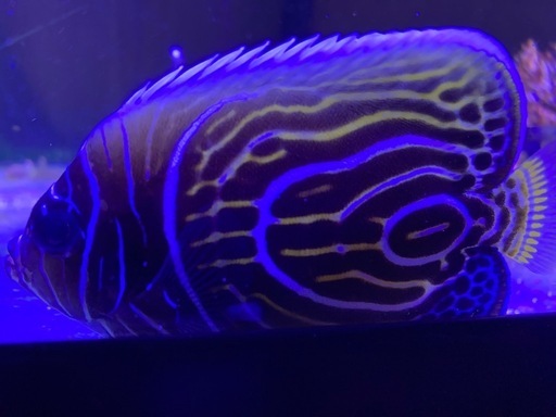 タテキン！ タテジマキンチャクダイ|お魚図鑑・熱帯魚の特徴・飼育ポイント｜東京 