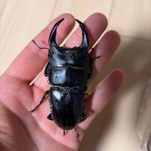 能勢YG血統オオクワガタ　ペア　♂83.7♀55.0