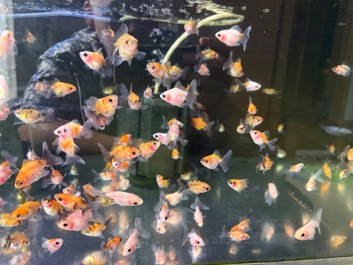 【成約済み】オランダローズテールまとめて6,000円 極上】黒ローズテールオランダ(二歳) | 金魚宝房