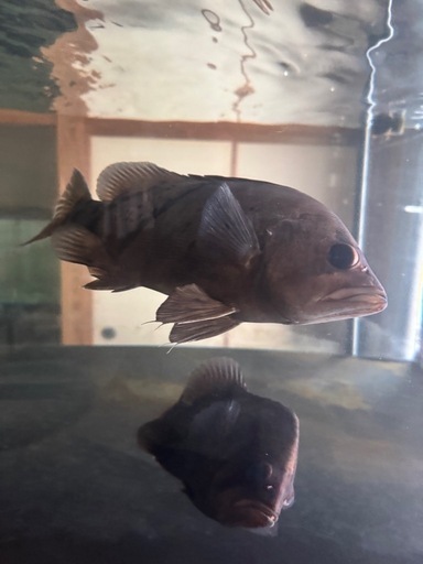 ダトニオプラスワン　　熱帯魚