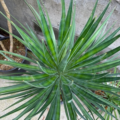 Yucca アロイフォリアC