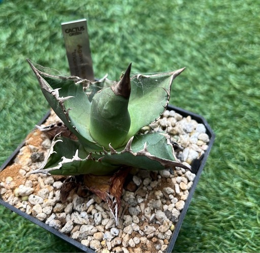 多肉植物　アガベ　トリケラトプス