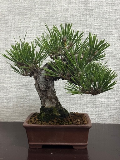 黒松　瑞宝　盆栽
