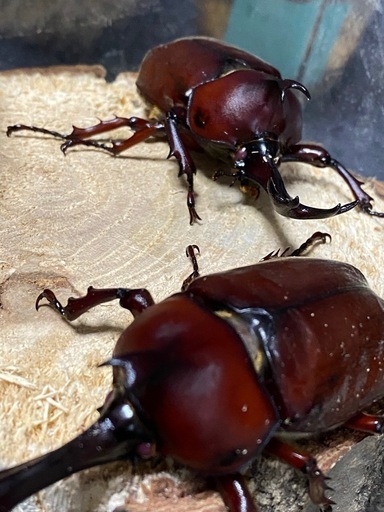 購入注意⭐️
専用ページです　メタリフェル・赤眼カブトムシその他沢山