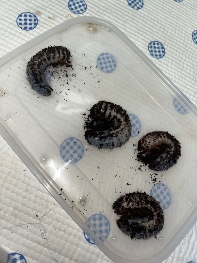 サタンオオカブト　幼虫
