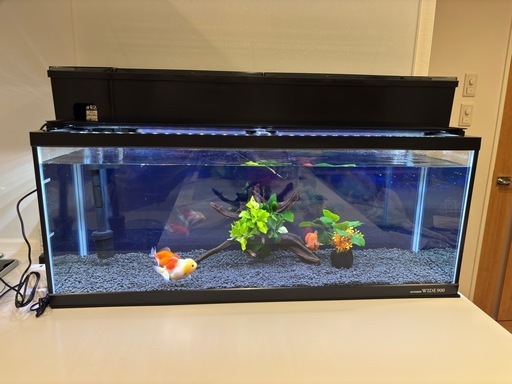 水槽　
金魚