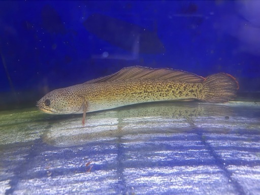 熱帯魚　チャンナバルカ
