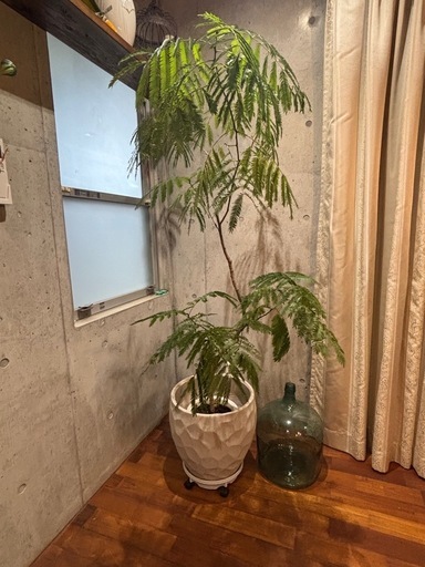 エバーフレッシュ大型