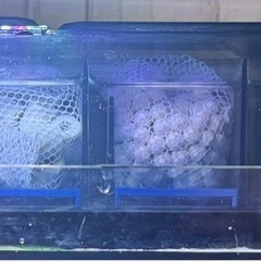 水槽フィルターの画像