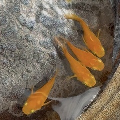 メダカ　初恋ダルマ　の画像