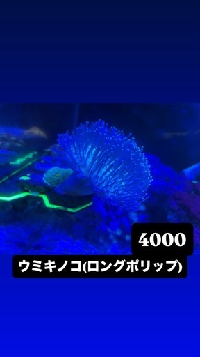 全てのサンゴで