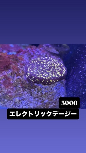 全てのサンゴで
