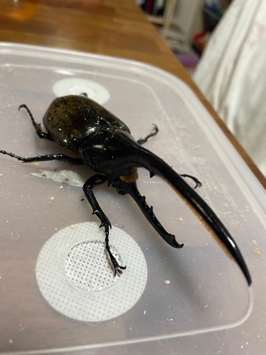 完売 DHヘラクレスオオカブトムシ ペア