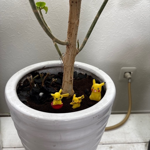 大型観葉植物115センチ陶器鉢付き
