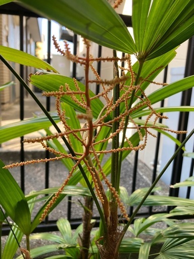 観葉植物　観音竹　