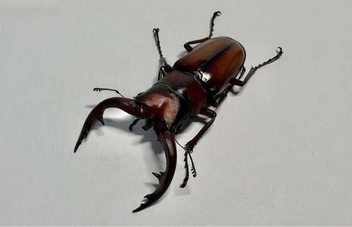 トカラノコギリクワガタ