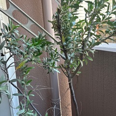 オリーブの木の画像