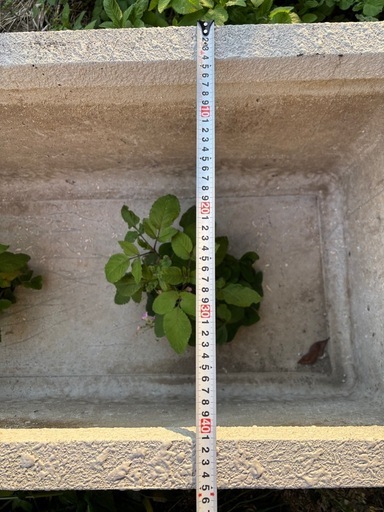 大型プランター　植木鉢