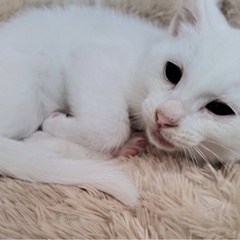 ふんわり真っ白な男の子 − 三重県