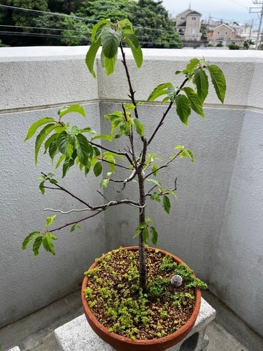桜盆栽