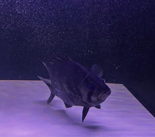 熱帯魚 スマトラタイガー ダトニオ　　3匹
