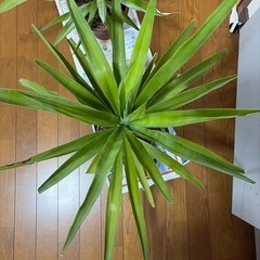 観葉植物🪴🪴2個セットの画像