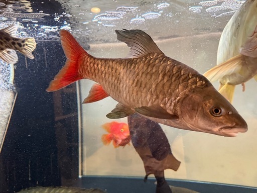 引き取り限定　ラベオバルブスsp 約35cm〜40cm