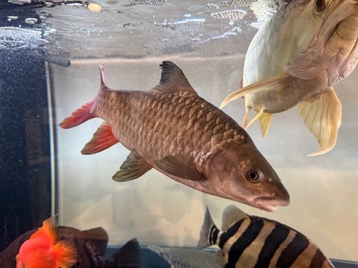 引き取り限定　ラベオバルブスsp 約35cm〜40cm