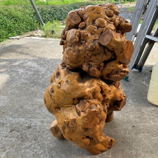 コブ根　高さ58cm オブジェ