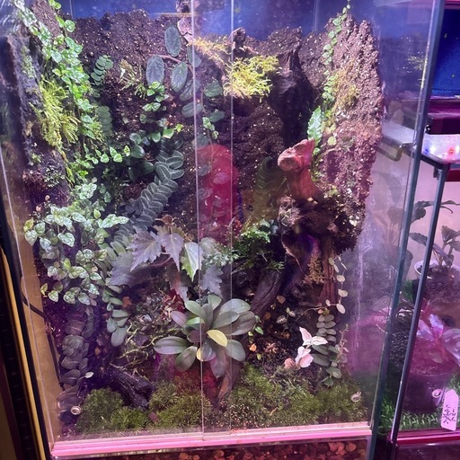 ライト付き植物パルタリウムゲージ完成品　