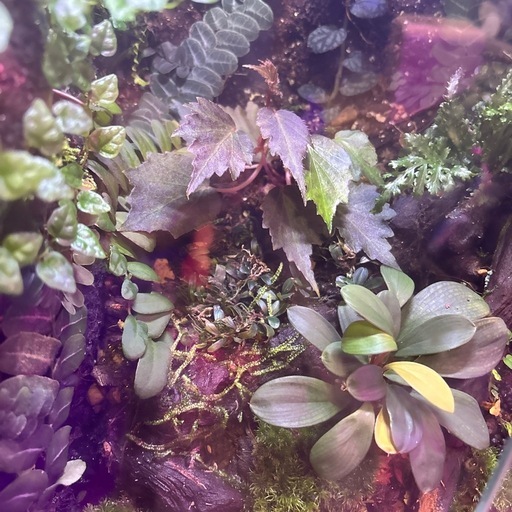 ライト付き植物パルタリウムゲージ完成品　