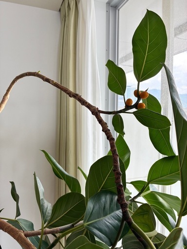 大型観葉植物 約2m グレー鉢・受け皿付き　　/引き取り限定