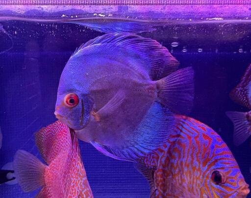 極上スーパーコバルトディスカス 赤目 美しい花柄・体高あり オス 熱帯魚