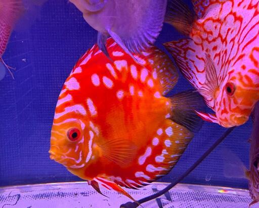 極上レッドパンダディスカス  赤目 美しい花柄・体高あり オス 17cm前後 熱帯魚