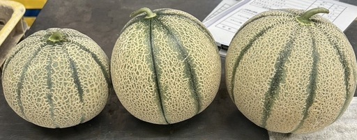 マルセイユメロン4L、3Ｌ混ぜ混ぜ10個