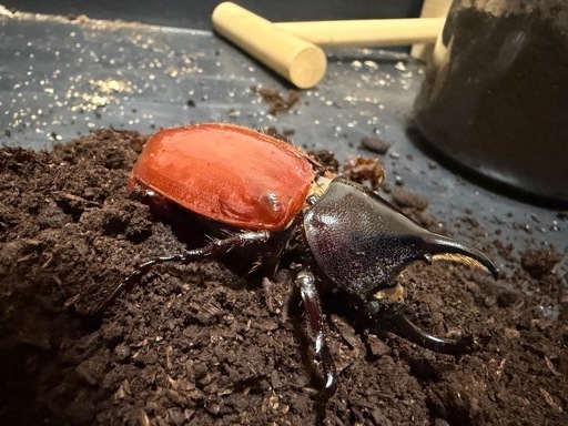 ヘラクレスレイディ（セントルシア島産）♂♀ペア 未後食