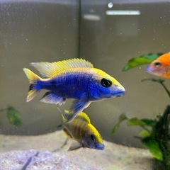 熱帯魚　綺麗　アフリカンシクリッドの画像
