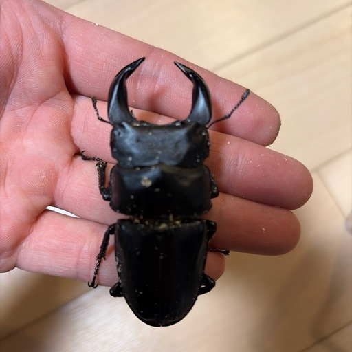 ホペイオオクワガタGX50-X ペア♂70.9×♀46.0 (たいぷあーる) 内宿の