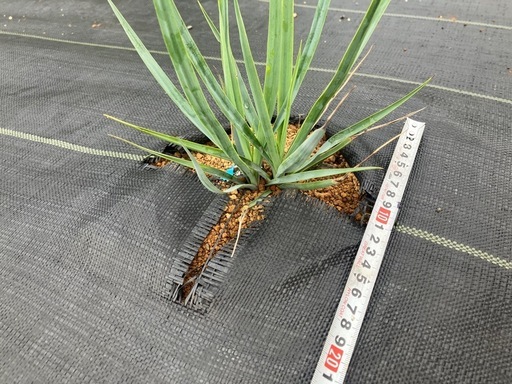 ユッカ ロストラータ2頭多頭観葉植物 ドライガーデン (ぼっせ) 甘木の