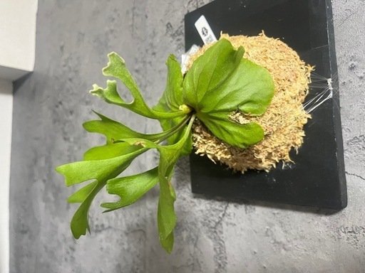 楽天市場】ビカクシダ リドレイ（種類（植物）ビカクシダ（コウモリ ⭐️お譲り先決定❗️【観葉植物】✨人気品種バランスも良い✨大型ビカクシダリドレイ　sib（spore ）おしゃれなミラータグ付き🉐只今