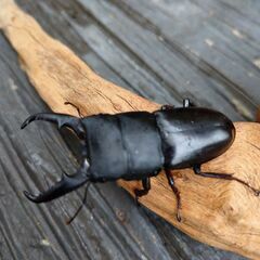 ヒラタクワガタ ペア オス56〜58mmの画像