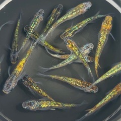 ミックスラメメダカ  若魚　-ｻﾎﾞﾌﾞﾙｰ系統-1セット（10匹）¥500
の画像