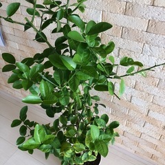キンカン(大実品種)苗木の画像