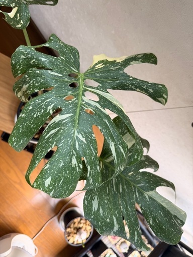 斑入りモンステラD