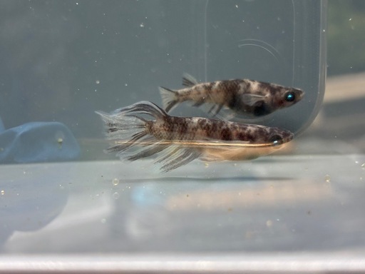 美虎　親種　メダカ　めだか