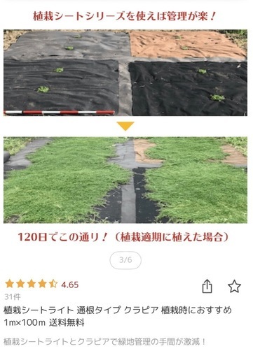 押さえピン付き！植栽シートライト 通根タイプ 100m 芝生 クラピア  庭 ガーデニング