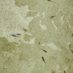 メダカ
(サボラメ)      あげますの画像