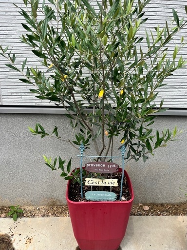 155cmオリーブ 鉢植え　 オリーブ エッグポット 高さ155cm フェイクグリーン 観葉植物 の通販 